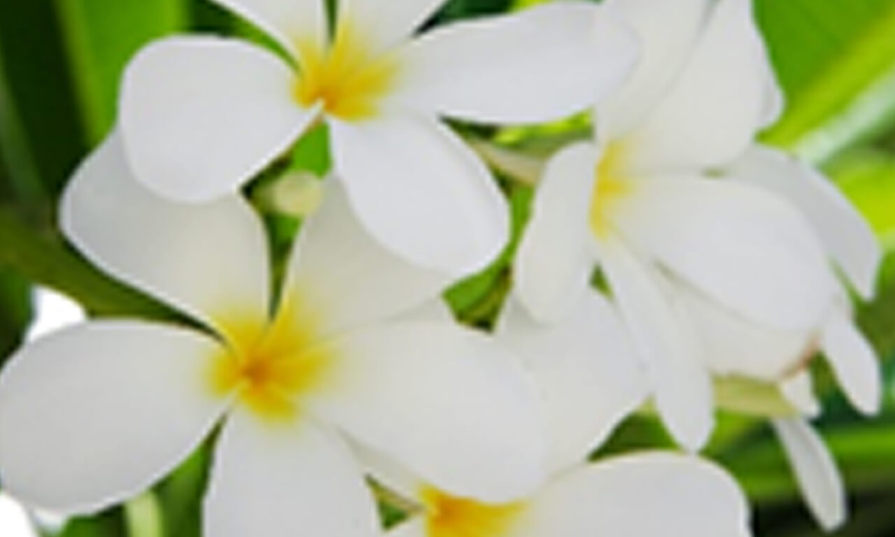 Retreat, relax and rejuvenate at The Zanzibar Collection's Frangipani Spas