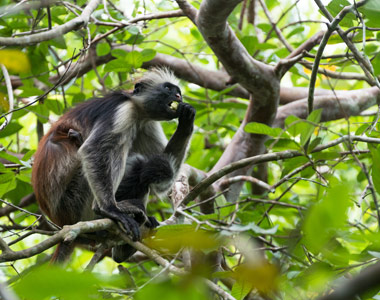 Visit to Jozani Forest